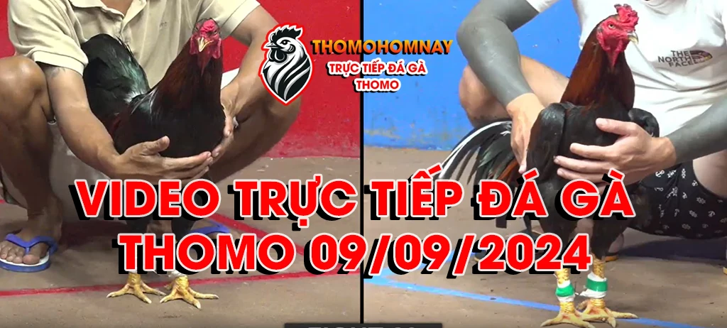 banner video trực tiếp đá gà ngày 09/09/2024