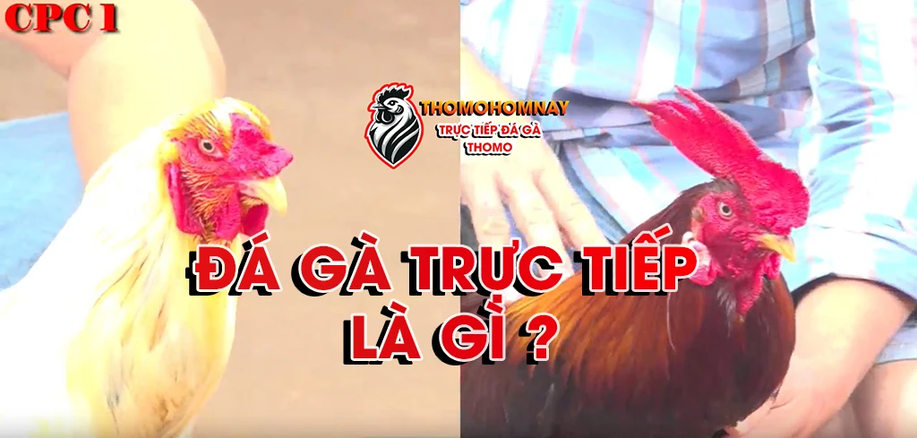đá gà trực tiếp là gì
