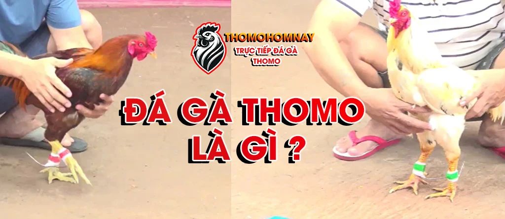thomo là gì