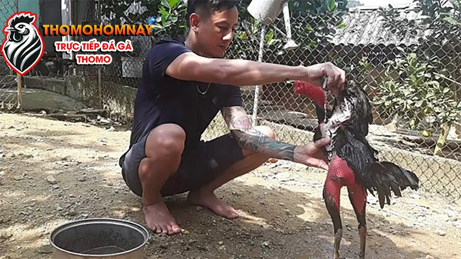 Các bài thuốc dân gian hiệu quả chữa gà chọi đá nhanh bị mệt THOMOHOMNAY