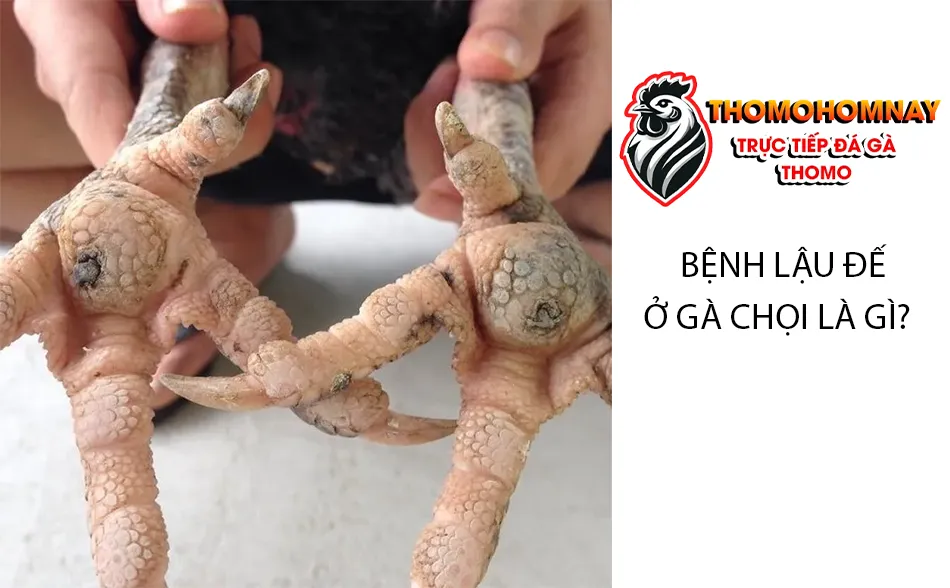 Tìm hiểu bệnh lậu đế ở gà chọi là gì? Nguyên nhân gây bệnh lậu đế THOMOHOMNAY