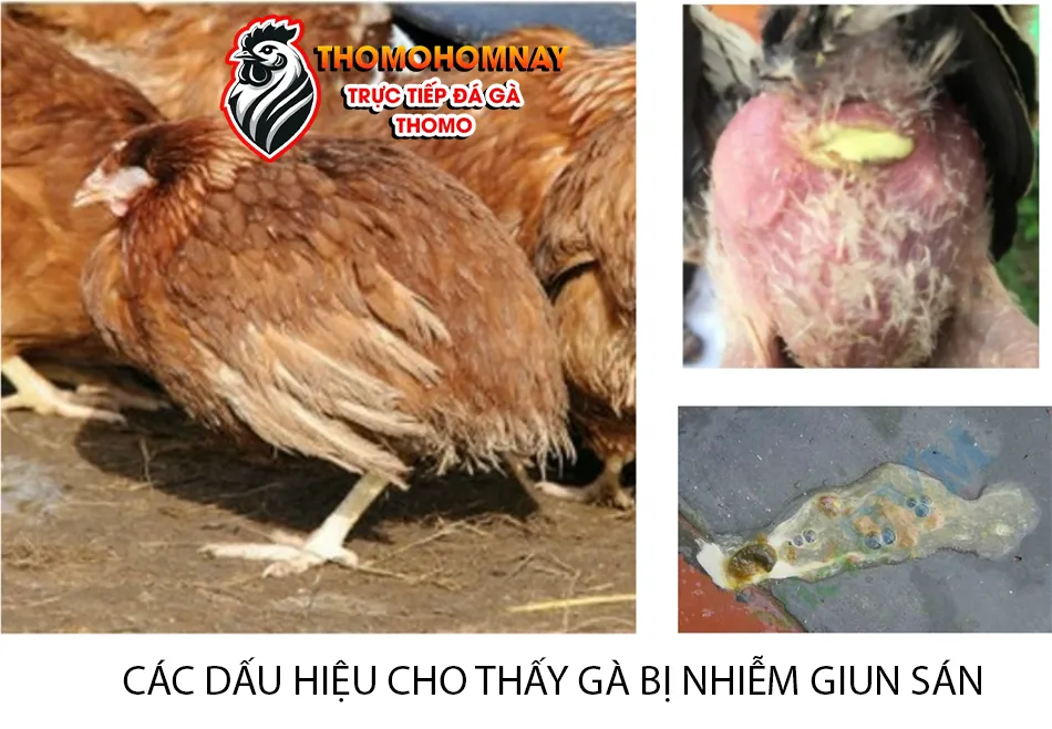 Những dấu hiệu cho thấy gà chọi bị nhiễm giun sán THOMOHOMNAY