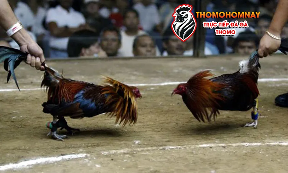 Một số các hình thức cá cược trong đá gà Thomo THOMOHOMNAY