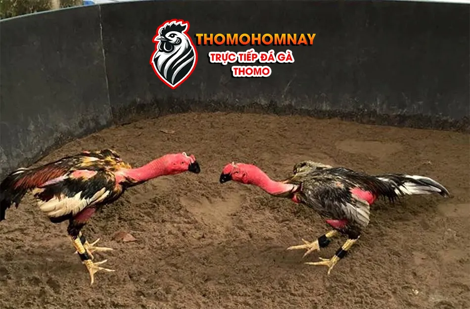 Một số các hình thức vần gà chọi phổ biến THOMOHOMNAY