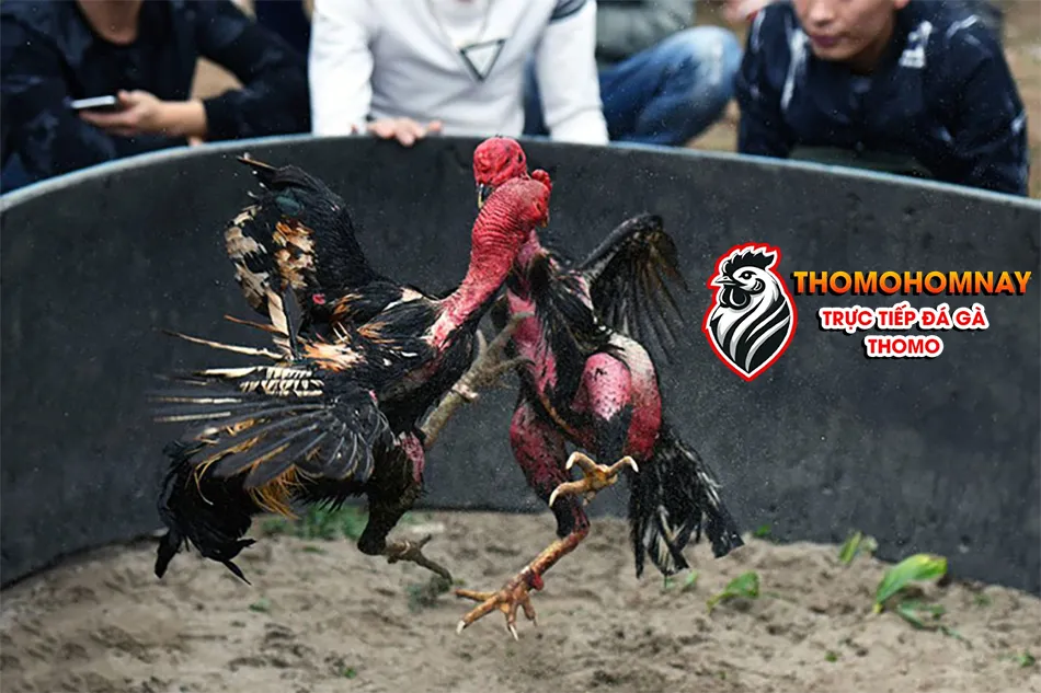 Hướng dẫn các kỹ thuật vần gà chọi hiệu quả theo từng giai đoạn phát triển THOMOHOMNAY