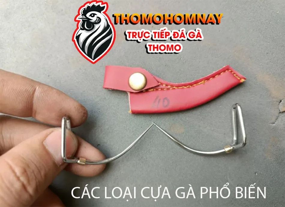 Một số các loại cựa gà đá phổ biến hiện nay THOMOHOMNAY