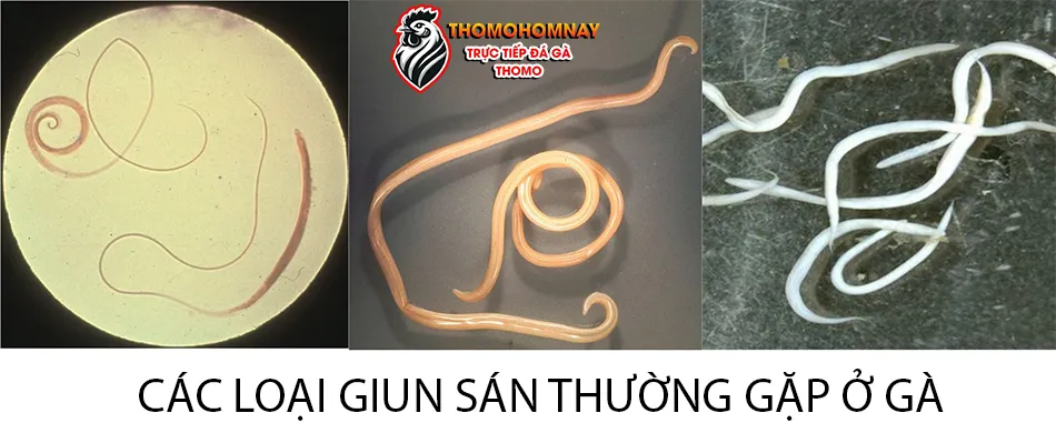 Một số các loại giun sán thường gặp ở gà chọi THOMOHOMNAY