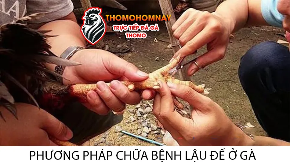 Một số các phương pháp chữa bệnh lậu đế ở gà chọi THOMOHOMNAY