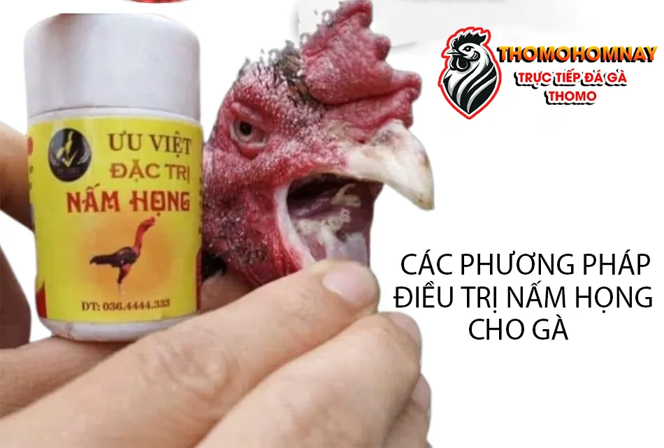 Một số các phương pháp điều trị bệnh nấm họng cho gà THOMOHOMNAY