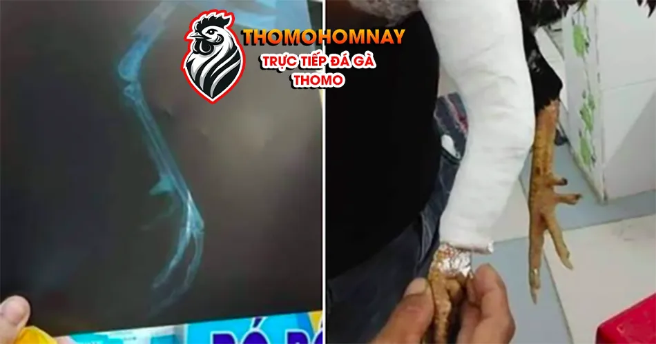 Một số các phương pháp điều trị gà đá bị què hiệu quả THOMOHOMNAY