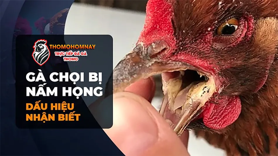 Dấu hiệu cách nhận biết và nguyên nhân gây bệnh nấm họng ở gà THOMOHOMNAY