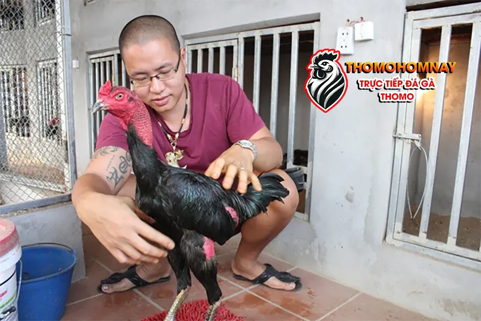 Hướng dẫn cách nuôi dưỡng và chăm sóc gà chọi Bình Định như thế nào? THOMOHOMNAY