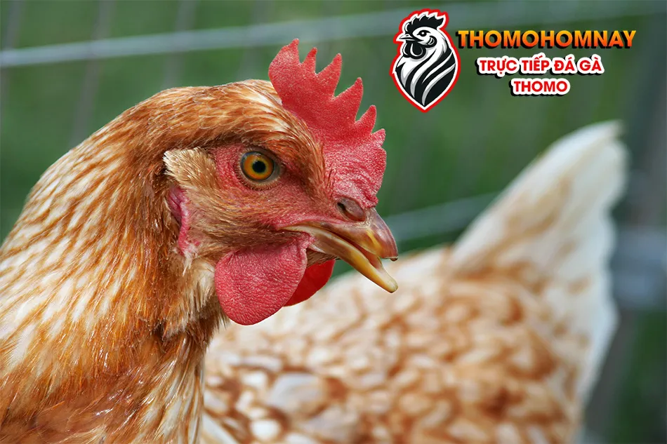 Cách chăm sóc vết cắt mỏ cho gà chọi nhanh lành THOMOHOMNAY