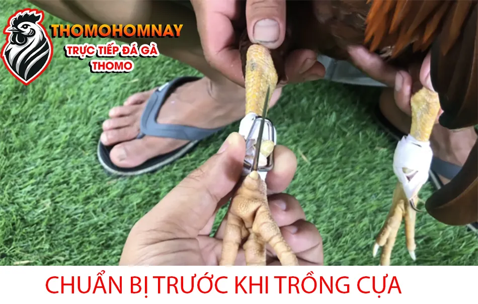 Cần chuẩn bị trước khi trồng cựa THOMOHOMNAY