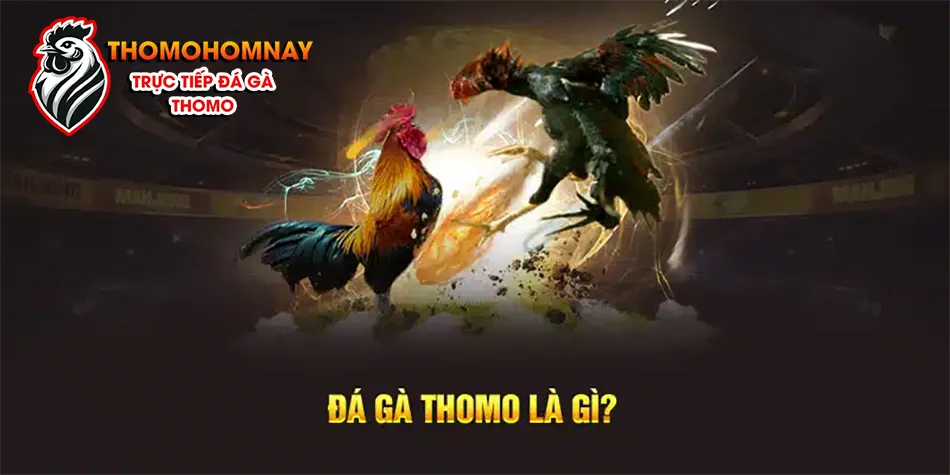 Giới thiệu đá gà Thomo là gì khám phá thế giới của những chú gà chiến THOMOHOMNAY