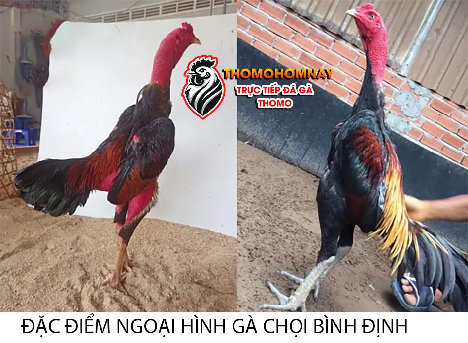 Những đặc điểm ngoại hình và sức hút đặc biệt của gà chọi Bình Định THOMOHOMNAY