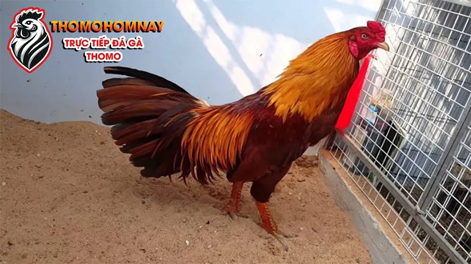Cách đánh giá sức khỏe gà chọi THOMOHOMNAY