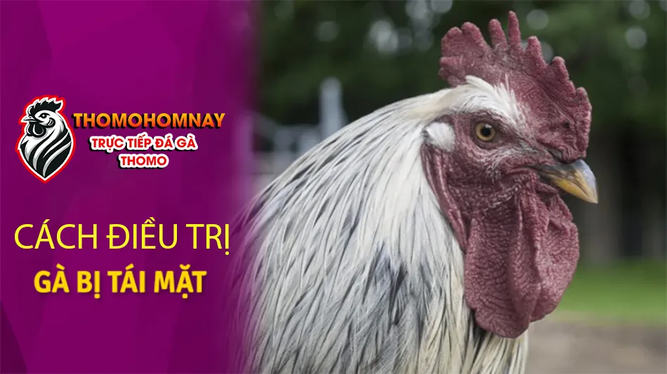 Hướng dẫn cách điều trị gà bị tái mặt hiệu quả và nhanh chóng THOMOHOMNAY