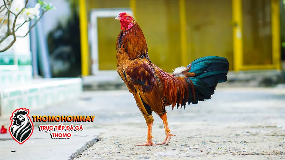 Tổng quan giới thiệu chung về gà chọi và tầm quan trọng của việc chọn gà chọi hay THOMOHOMNAY
