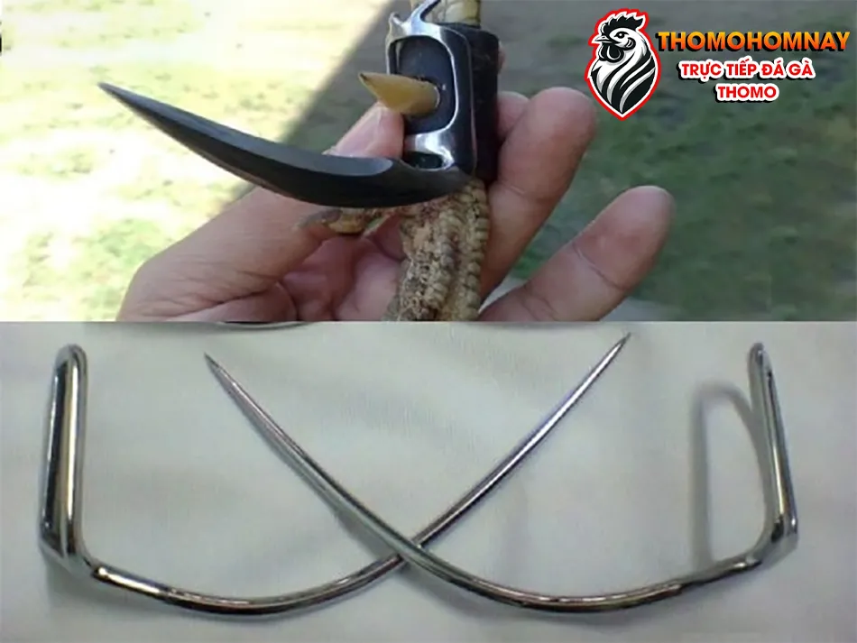 Cách hướng dẫn chọn loại băng cựa phù hợp cho gà đá của bạn THOMOHOMNAY