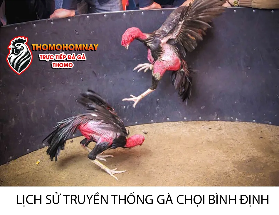 Tìm hiểu về lịch sử và truyền thống gà chọi Bình Định - khám phá giá trị văn hóa THOMOHOMNAY
