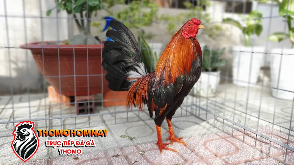 Những lợi ích của việc tẩy giun cho gà chọi theo định kỳ THOMOHOMNAY