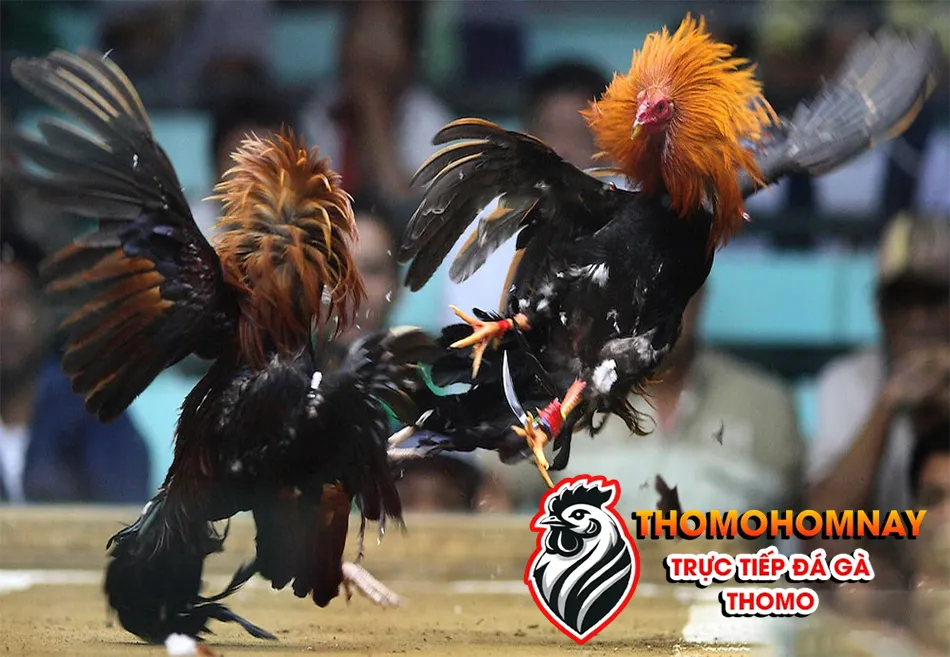 Hướng dẫn luật chơi và quy định trong các trận đá gà Thomo THOMOHOMNAY