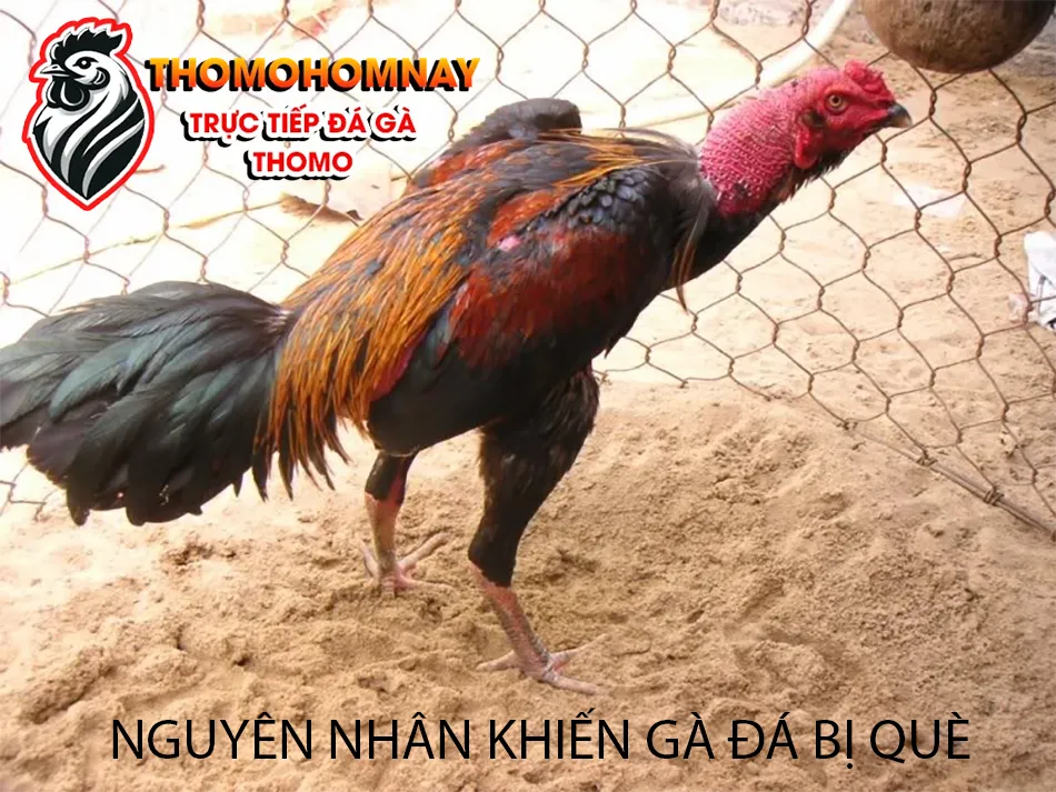 Một số nguyên nhân khiến gà đá bị què và cách nhận biết sớm THOMOHOMNAY