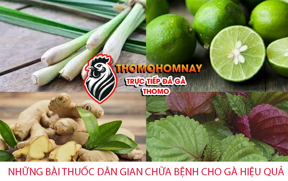 Một Số Những Bài Thuốc Dân Gian Chữa Bệnh Cho Gà Hiệu Quả THOMOHOMNAY