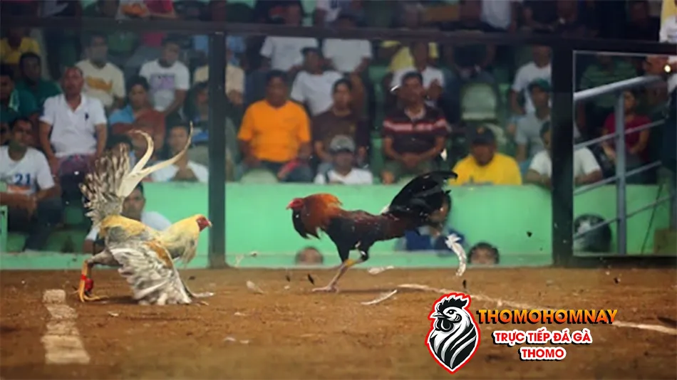 Lưu ý những điều cần biết trước khi tham gia đá gà Thomo THOMOHOMNAY