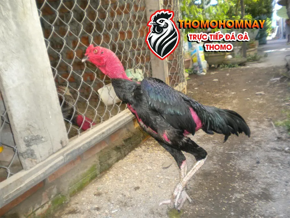 Lưu ý những điều cần tránh khi chăm sóc gà đá bị què THOMOHOMNAY