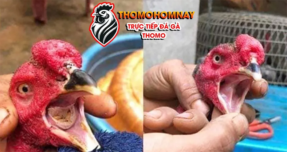 Một số những lưu ý khi điều trị bệnh nấm họng ở gà THOMOHOMNAY