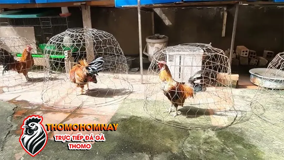 Một số những lưu ý khi phơi nắng cho gà chọi THOMOHOMNAY