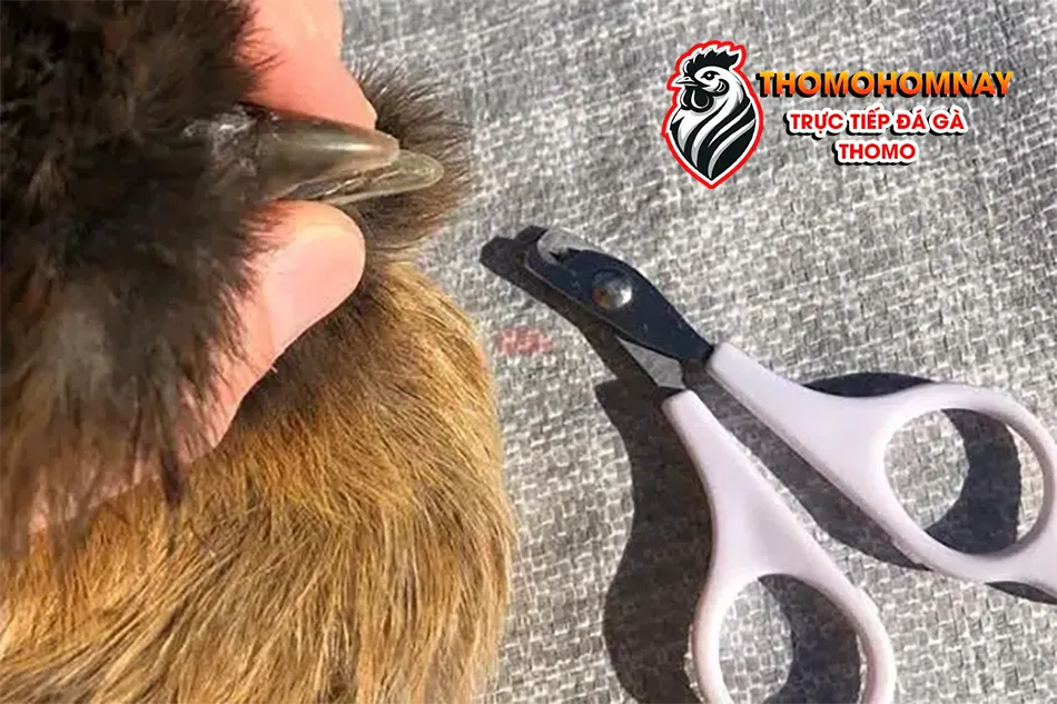 Một số những lưu ý quan trọng khi cắt mỏ cho gà chọi THOMOHOMNAY