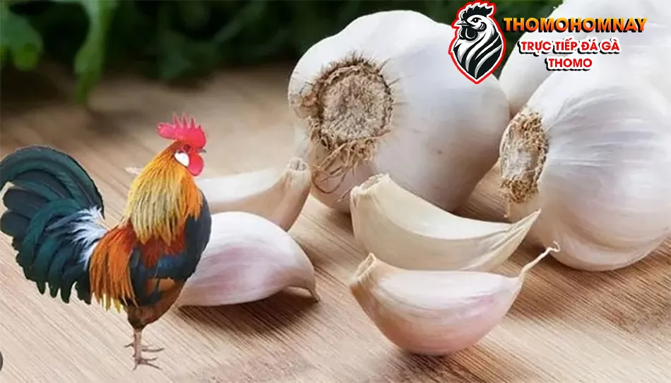 Cần Những Lưu Ý Quan Trọng Khi Sử Dụng Bài Thuốc Dân Gian Chữa Bệnh Cho Gà THOMOHOMNAY