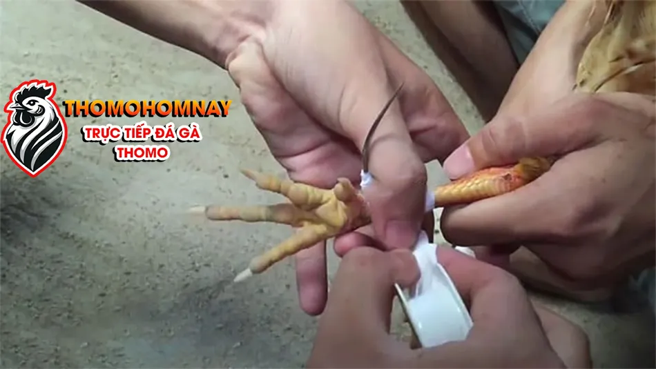 Một số những sai lầm thường gặp khi băng cựa gà đá và cách khắc phục THOMOHOMNAY