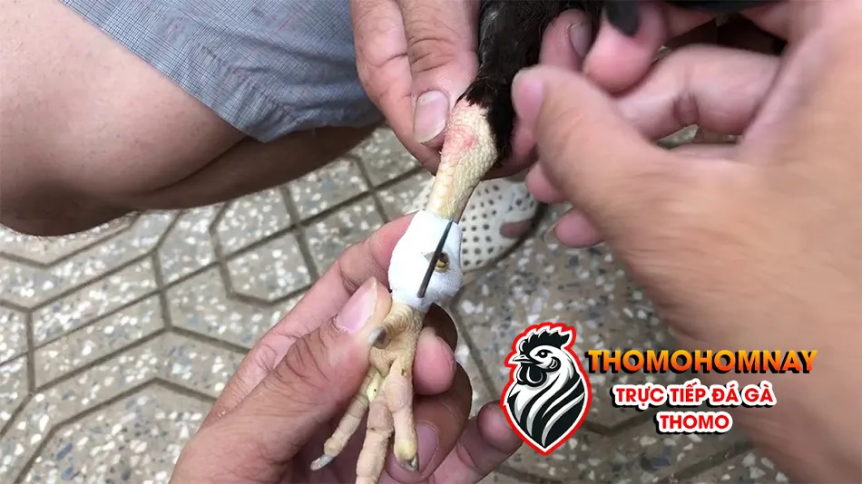 Lưu ý những sai lầm thường gặp khi trồng cựa gà đá và cách khắc phục THOMOHOMNAY
