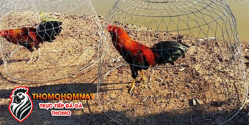 Phương pháp phơi nắng cho gà chọi như thế nào để đạt hiệu quả tốt nhất?THOMOHOMNAY