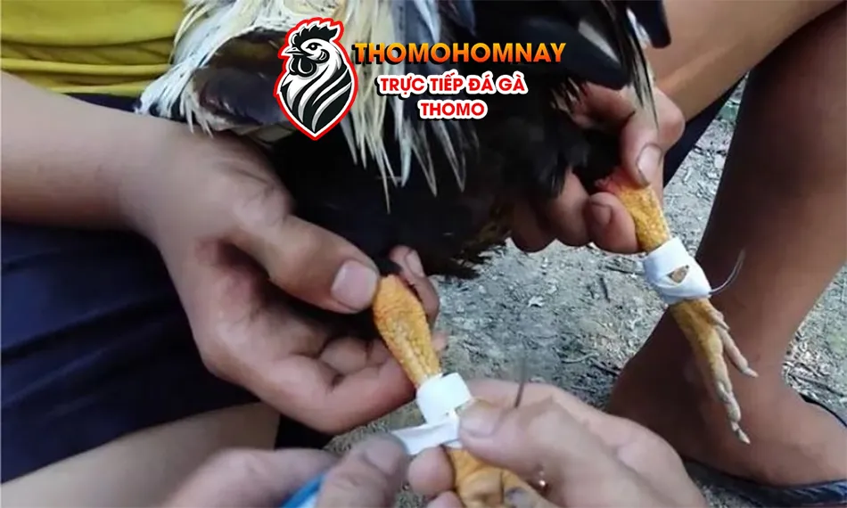 Hướng dẫn quy trình trồng cựa gà đá từng bước THOMOHOMNAY
