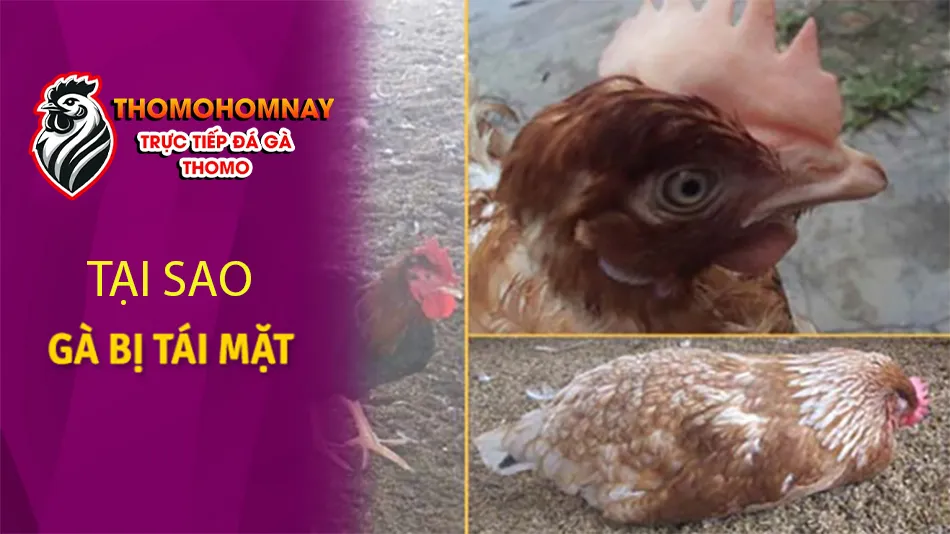 Lý do tại sao gà của bạn lại bị tái mặt? Các nguyên nhân phổ biến nhất THOMOHOMNAY