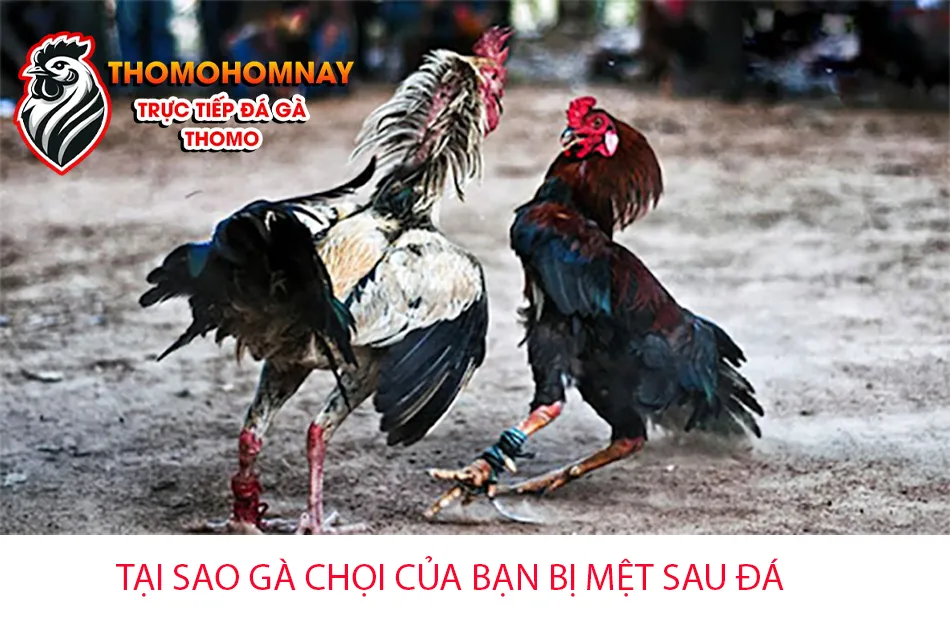 Lý do tại sao gà chọi của bạn lại nhanh chóng bị mệt sau khi đá? THOMOHOMNAY