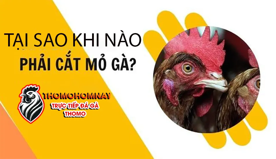 Lý do tại sao và khi nào nên cắt mỏ cho gà chọi? THOMOHOMNAY