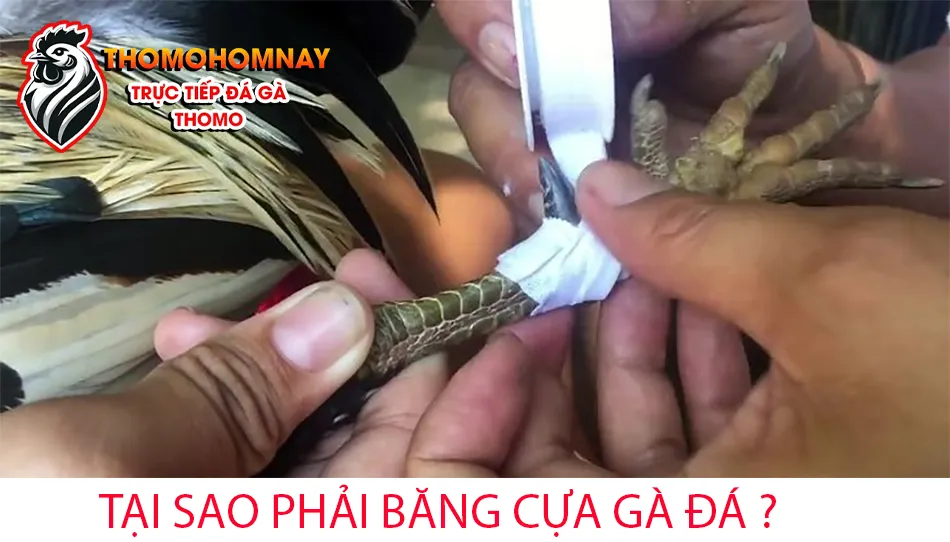 Lý do tại sao phải băng cựa gà đá lợi ích bất ngờ THOMOHOMNAY