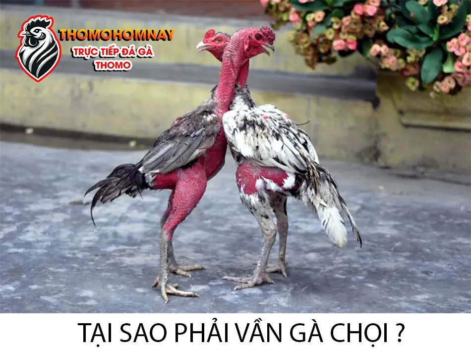 Lý do tại sao phải vần gà chọi? Lợi ích của việc vần gà chọi THOMOHOMNAY
