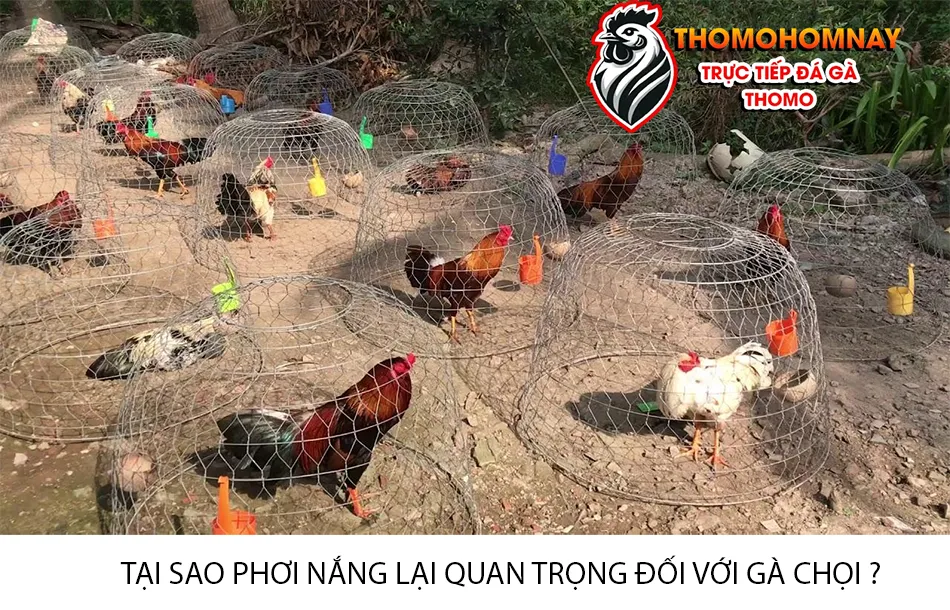 Lý do tại sao phơi nắng lại quan trọng đối với gà chọi? THOMOHOMNAY