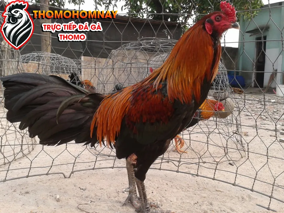Một số các tiêu chí cơ bản để đánh giá một con gà chọi tốt THOMOHOMNAY