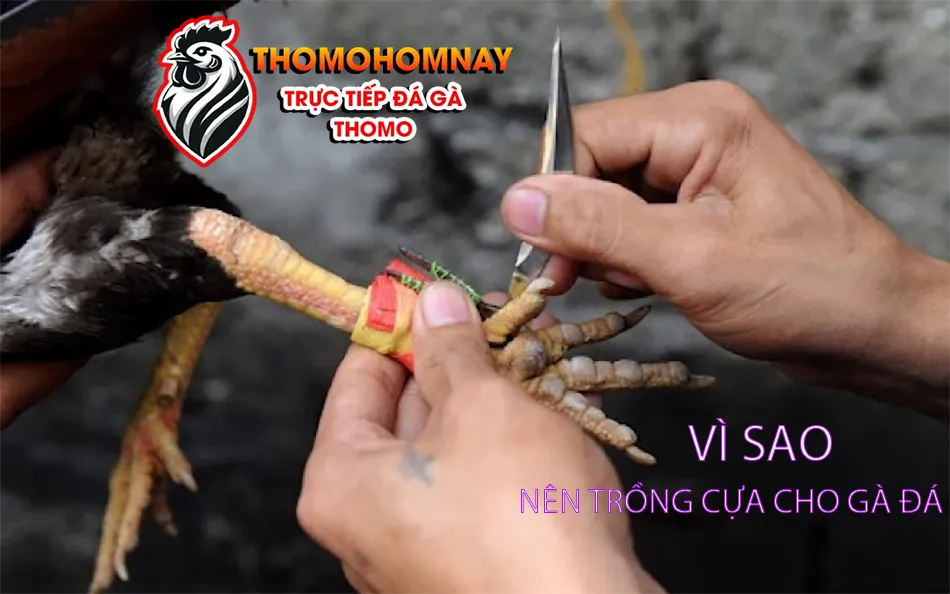 Lý do vì sao nên trồng cựa cho gà đá THOMOHOMNAY