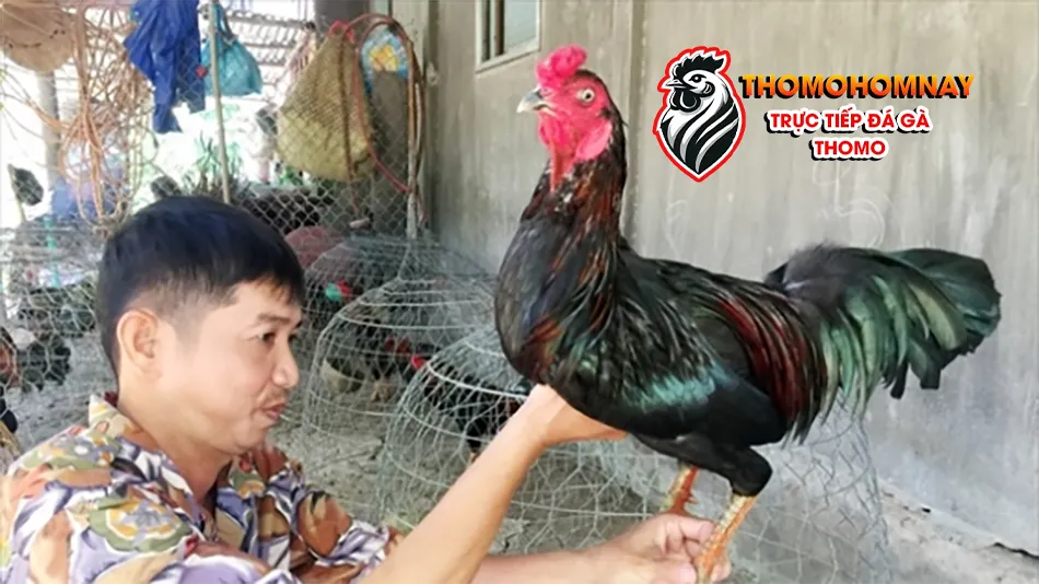 Bí quyết xem tướng gà chọi qua ngoại hình THOMOHOMNAY