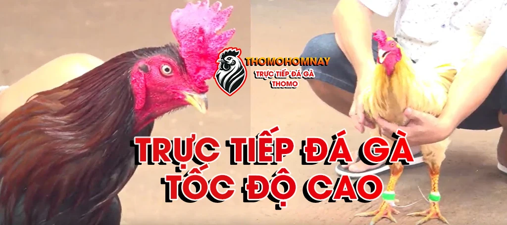 trực tiếp đá gà tốc độ cao