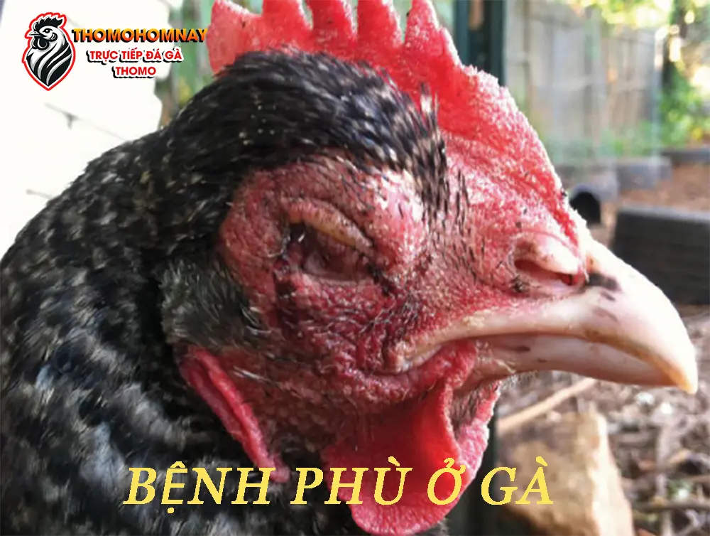 Bệnh phù ở gà